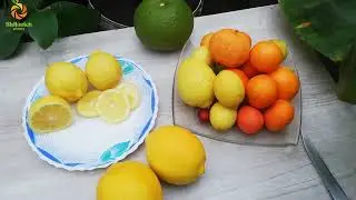 Лимон Волкамериана (Citrus volkameriana)