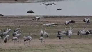 Crane Sounds for Crane Hunting in Pakistan | Real Calls, Tips & Hunting Techniques