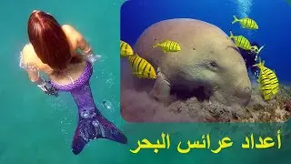 Dugong Status on the Egyptian Red Sea Part III Arabic