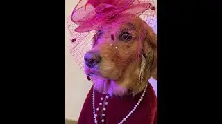 Turn the dog into a Shanghai beauty #Cutie's Big Show