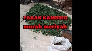 silase complete feed | pakan kambing penggemuk murah meriyah//silage | cheap fattening goat feed mer