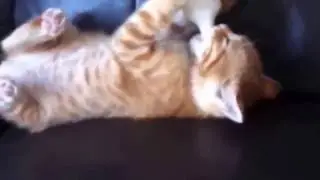 Смешное Видео с Кошками!  Веселые Кошки 2015   Funny Cats Video CompilationChannel All108