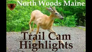 Trail Cam Highlights Northern Maine