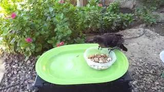 Grackle Eating and Talking