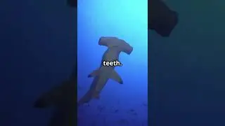Shark Facts That&rsquo;ll Bite Your Brain #epauletteshark #naturedocumentary #oceanwonders