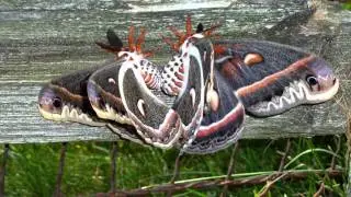 Cecropia Moth