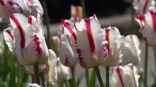 П.И.Чайковский - 