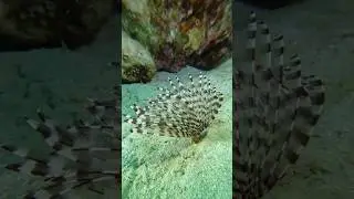 Beautiful marine worm(Sabellasrarte) spreading out#shorts #shortsfeed #facts #viral #trending #worms