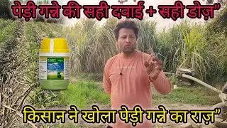 किसान ने पेड़ी गन्ने में कल्ले बढ़ाने की सही दवाई और मात्रा के बारे मे बताया 