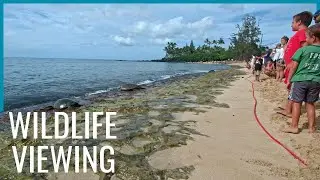 Wildlife Viewing Guidelines