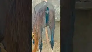 When Mare in Heat