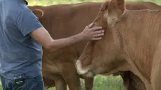 Tuberculose bovine : la col&egrave;re d'un &eacute;leveur dont le troupeau sera abattu