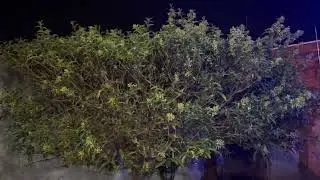 DAMA DA NOITE(Cestrum nocturnum)FLORAÇÃO DA MINHA DAMA DA NOITE e Dicas para ter sua planta saudável