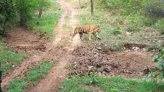 Satpuda madhai tiger