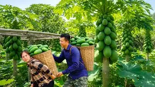 Harvesting mangoes and figs from the garden, we make unique and delicious dishes for the family