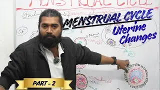 Menstrual Cycle | Uterine Changes | Period | Part 2