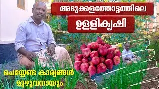 അടുക്കളത്തോട്ടത്തിലെ ഉള്ളികൃഷി | ഒറ്റവീഡിയോയിൽ മുഴുവനായും | Onion Farming easy method | Ulli krishi