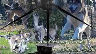 Hells Lil Lucifer - Czechoslovakian Wolfdog vs American Akita - Playing Dogs || HD 1080p