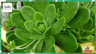 OROSTACHYS MALACOPHYLLA - СПЕЦИАЛЬНЫЙ ПРОЕКТ ПОКУПКИ МЕСЯЦА - ФЕВРАЛЬ / 2021