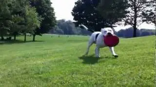Dog Training Brooklyn - Prospect Park - Cowboy the Pit Bull Lets play catch!!!