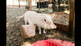 &ldquo;Inside an Unknown Lab&hellip; The Dog and Pig Were Combined!&rdquo;