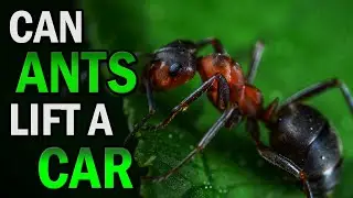 Can Ants Lift A Car (+ Facts About Ants that Will Blow Your Mind) | Creative Vision