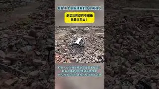Harbin Institute of Technology's New Multi-Legged Robot: An Agile Spider, Also a Powerhouse