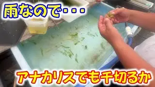 【めだか】アナカリスを圧倒的に増やす方法・・・。ヤフオク出品メダカ　Ｂ型おやじ