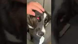 The Funniest Husky Toothbrushing Fail You'll See Today! #shorts #husky #lol