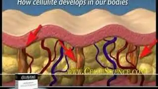 CelluScience - Cellulite pill