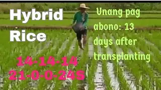 FIRST APPLICATION NG FERTILIZER SA HYBRID RICE | @agrisikap