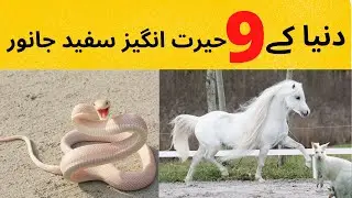9 Most Rare White Animals In The World Urdu | 9 Most Rare White Animals In The World Urdu