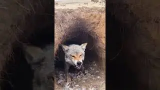 angry wolf female #shorts
