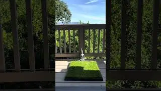 The Cat Litter Alternative is Real Grass Patches!