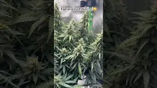 Woche 11 🥰mit Tamara 🌱 einer Gorilla Zkittlez. ✨ Tamara bleibt f&uuml;r immer Prinzessin &ndash;  🌸👑