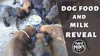 Vlog 131: FEEDING GUIDE FOR 30 DAYS OLD PUPPIES #belgianmalinois #bm