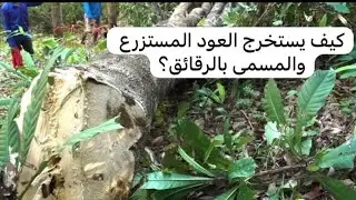 كيف يستخرج العود المستزرع والمسمى بالرقائق
