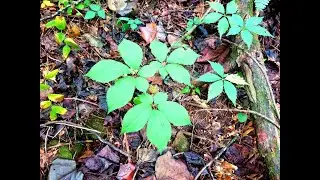 Harvesting Ginseng for Extract.