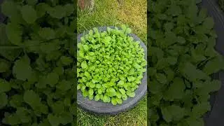 new way of gardening Toriko saags (mustard leafy greens) ready to harvest! #gardening #backyard #fyp