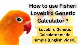 How to use Lovebirds Genetic Calculator | Genetics made Simple | Agapornis Fisheri | #lovebirds
