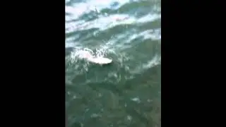 snapper charters port phillip bay