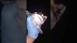 catfish spawn season droppin stink bait infront of 🐱 #catfish #fishing #takedownrig