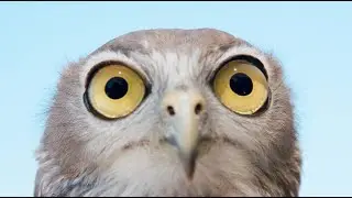 What makes a raptor a raptor?