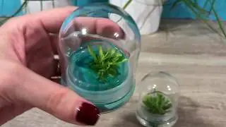 Venus Fly Trap and Succulent unboxing