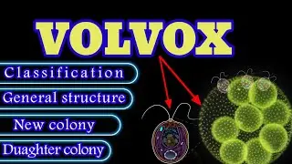 Volvox Classification Explained in Urdu Hindi||  #volvox #colony #structure #algae