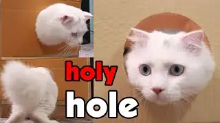 Cats VS Hole Challenge - Funny Cats Reaction