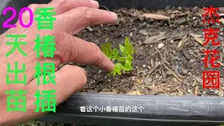 20221116香椿根插20天左右出苗 香椿的繁殖方法 如何进行根插 toon