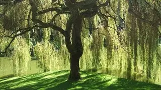 Under The Willow by Ryan Stewart™ © (Official Video) - One Journey CD