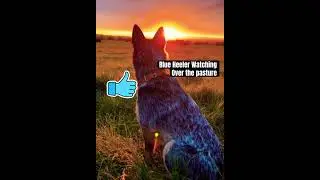 Blue heeler sitting still???