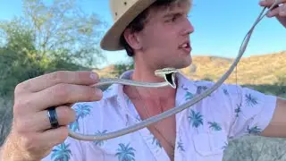 Finding the RAREST Snakes in Arizona!!! (Brown Vine Snake + Green Rat Snake) !!